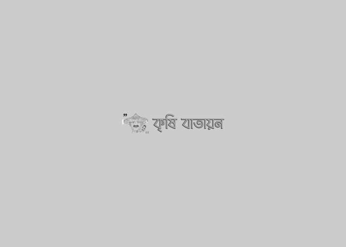 সুপারি চাষ পদ্ধতি। সুপারির বিভিন্ন রোগ বালাই ব্যবস্থাপনা