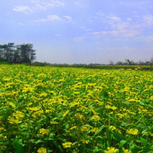 সয়াবিন