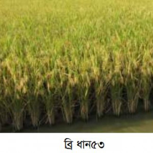 ব্রি ধান৫৩