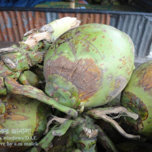 নারিকেলের সাদা মাকড়