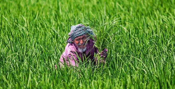 রিপারের সাহায্যে শস্য কর্তন প্রদর্শনী ও মাঠ দিবস